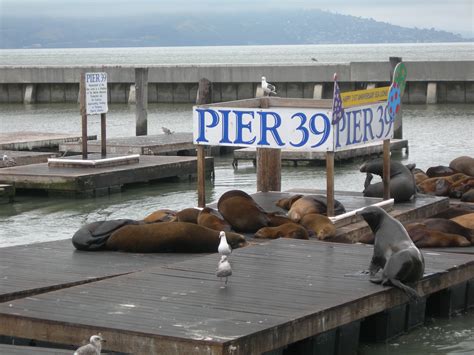 Does Pier 39 allow dogs?