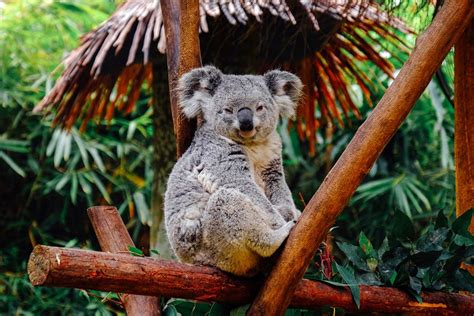 Does the Chicago zoo have koalas?