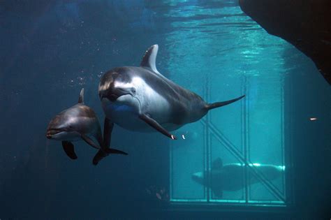 Does the Shedd Aquarium have a dolphin show?