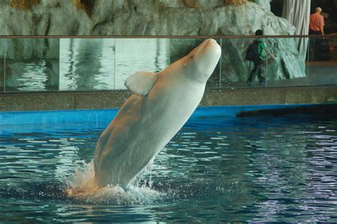 Does the Shedd Aquarium have whales?