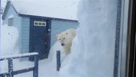 Has Anyone Survived A Polar Bear Encounter?