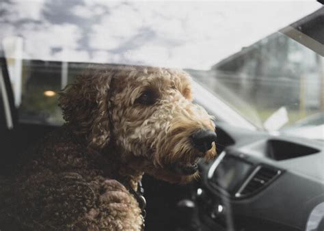 How Can I Travel With My Dog Without A Car?