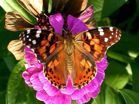 How Did Painted Lady Butterflies Get Their Name?