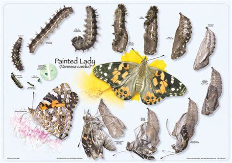 How Do Painted Ladies Reproduce?