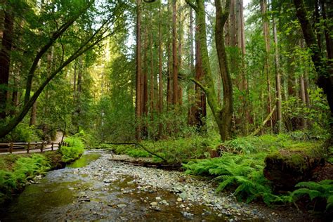 How Do You Spend A Day In Muir Woods?