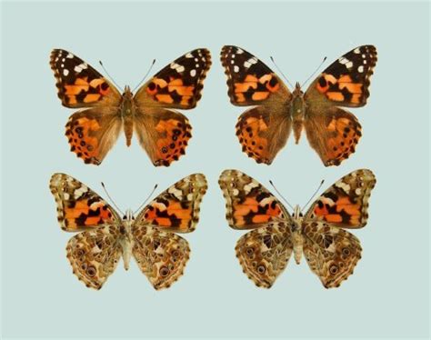 How Do You Tell If A Painted Lady Is A Boy Or Girl?