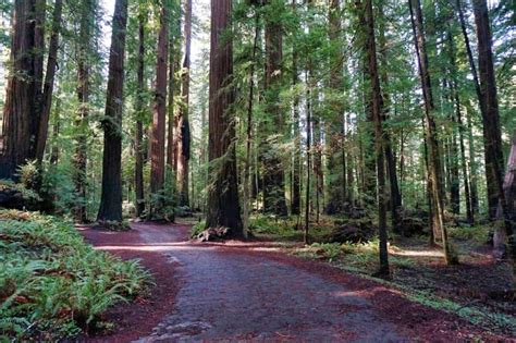 How Far Are Giant Redwoods From San Francisco?