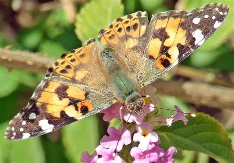 How Long Do Painted Lady Live In Captivity?