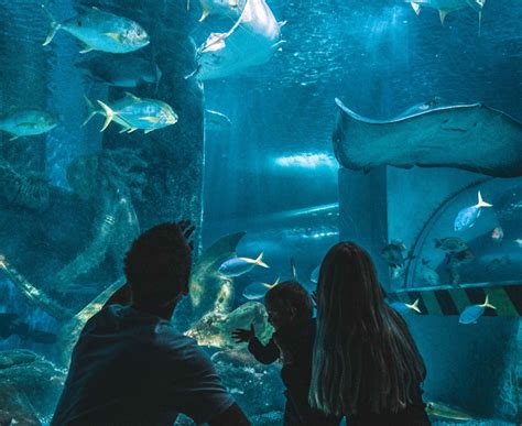 How Long Do You Spend At SEA LIFE Aquarium?