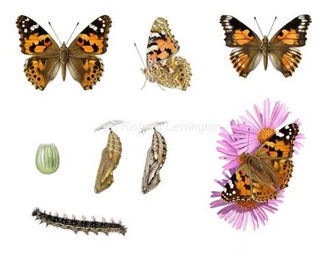 How Long Does It Take For A Painted Lady To Turn Into A Butterfly?