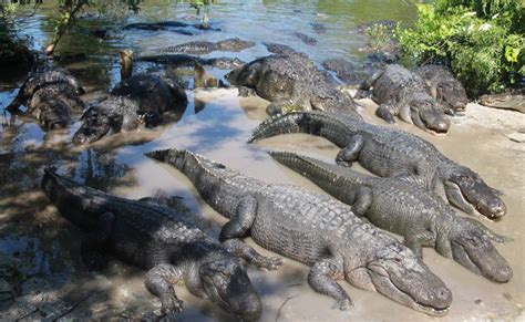 How long does it take to see Gatorland?