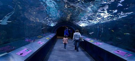 How long does Shedd Aquarium take?