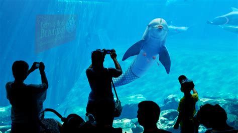 How long is the Shedd Aquarium dolphin show?