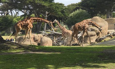 How Many Animals Are At The San Francisco Zoo?