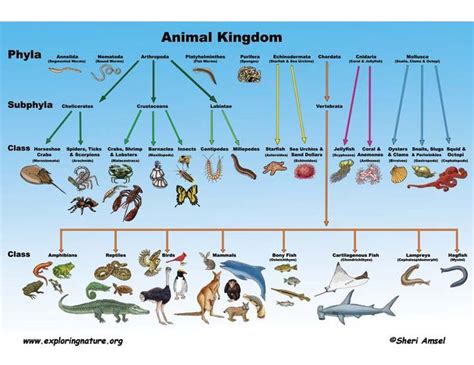 How many animals are in Animal Kingdom?