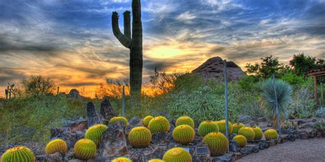 How Much Does The Desert Botanical Garden Cost?