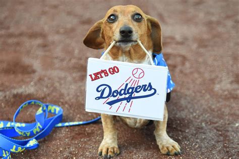 How much is a dodger dog?