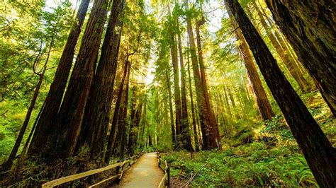 How Much Time Is Needed At Muir Woods?