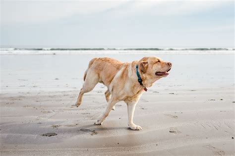 Is Big bay dog friendly?