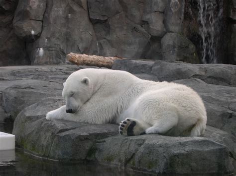 Is Binky The Polar Bear Still Alive?