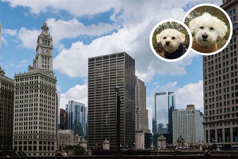 Is Chicago a dog-friendly city?