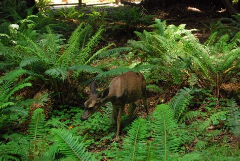 Is Food Allowed In Muir Woods?