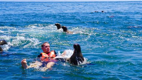 Is It Ok To Swim With Sea Lions?