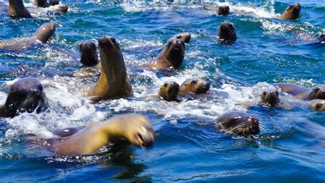 Is It Safe To Swim Around Sea Lions?