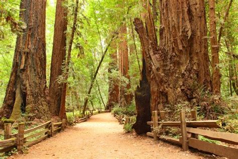 Is Muir Woods The Same As The Redwood Forest?