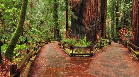 Is Muir Woods Windy?