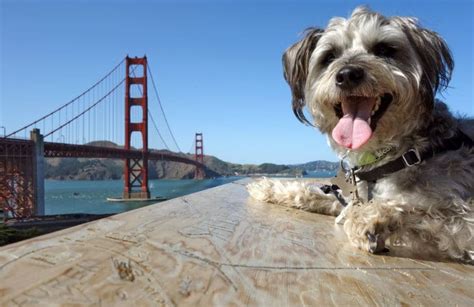 Is San Francisco Outlet Dog Friendly?