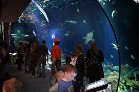 Is Shedd the largest aquarium?