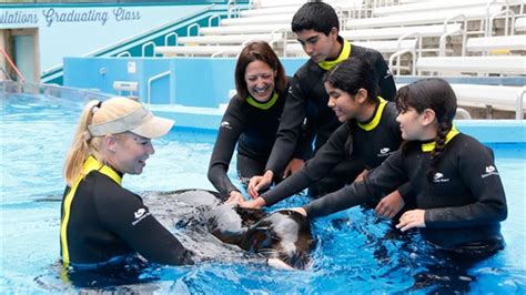 Should You Touch A Sea Lion?