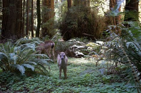 Was Jurassic Park Filmed In Muir Woods?