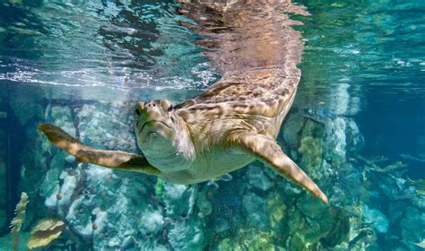 What animals are at the Shedd Aquarium?