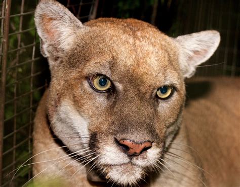 What animals are in Griffith Park?