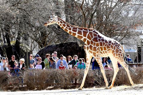 What are the busiest days at Brookfield Zoo?