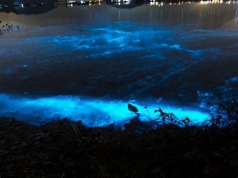 What beach glows blue?