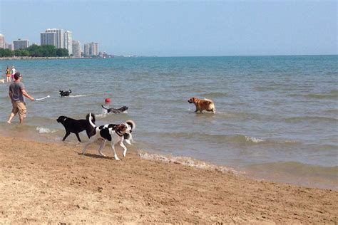 What beaches are dog friendly in Chicago?