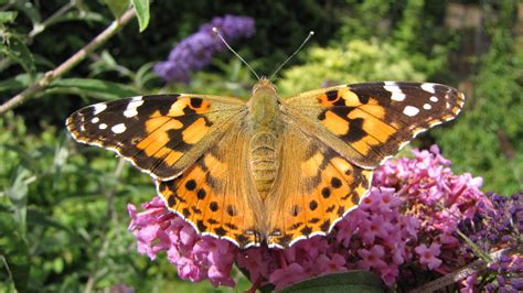 What Does It Mean When A Painted Lady Butterfly Lands On You?