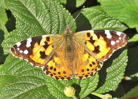 What Does It Mean When You See A Painted Lady Butterfly?