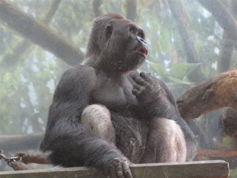 What famous ape is at Lincoln Park Zoo?