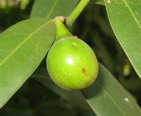 What Fruit Is Native To Northern California?