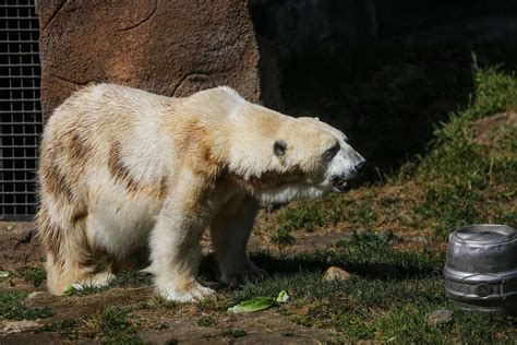 What Happened To The Polar Bears At The Sf Zoo?