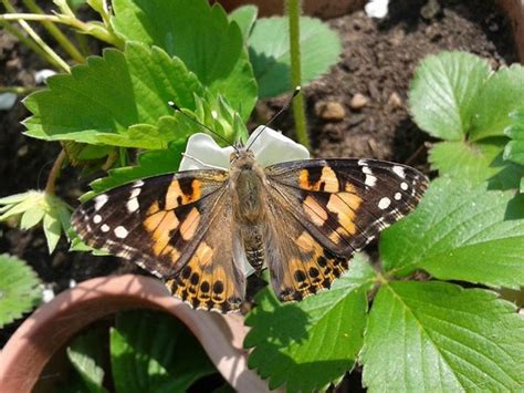 What Happens To Painted Lady Butterflies In The Winter?