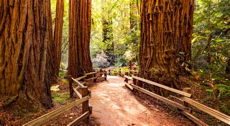 What Is So Special About Muir Woods?