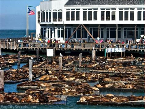 What Is So Special About Pier 39?