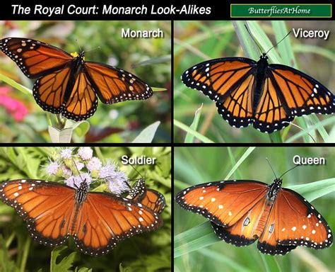 What Is The Difference Between A Painted Lady And A Monarch Butterfly?