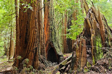 What Is The Difference Between Muir Woods And Redwood Forest?