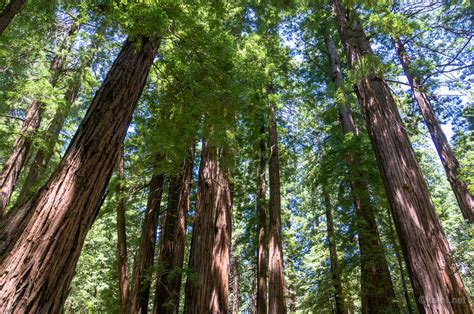 What Is The Difference Between Muir Woods And Yosemite?